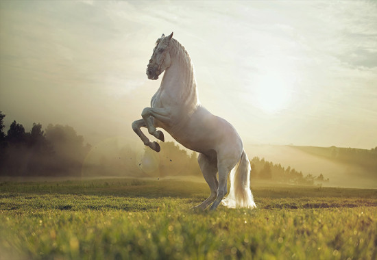 Фототапет Белият кон