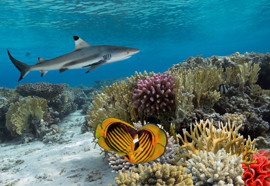 Фототапет Кораловият риф