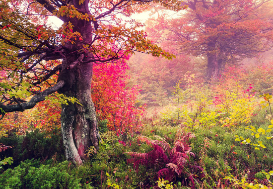 Фототапет Цветната гора