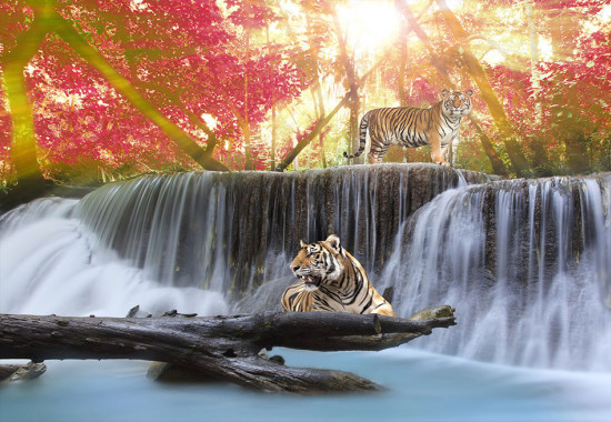 Фототапет Тигри при водопада