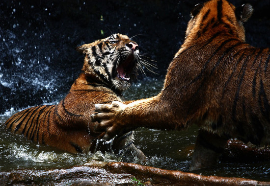 Фототапет Тигри в схватка