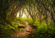 Фототапет Пътека през гората