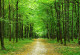 Фототапет Път през буковата гора