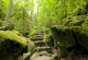 Фототапет Каменни стъпала в гората