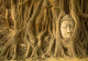 Фототапет Глава на Буда в корени на дървета