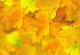 Фототапет Абстракция есенни листа