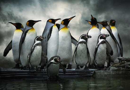 Фототапет Пингвини