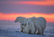 Фототапет Бели мечки