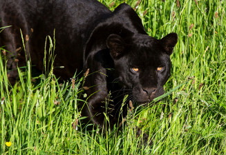 Фототапет Черна пантера