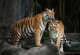 Фототапет Тигри