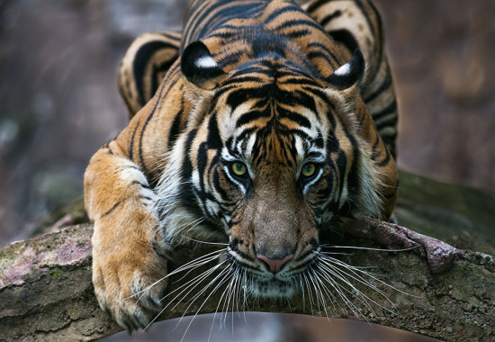 Фототапет Дебнещ тигър