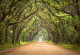 Фототапет Път през омагьосаната гора