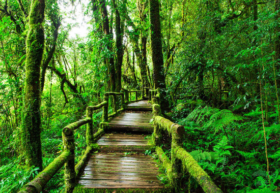 Фототапет Дървена пътека през гората