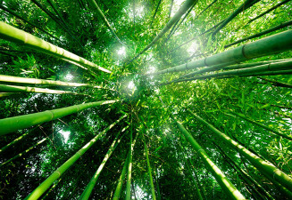 Фототапет В бамбуковата гора