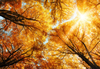 Фототапет Есенни дървета