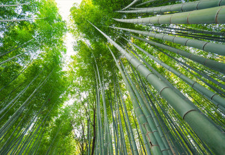 Фототапет Бамбукови дървета