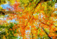 Фототапет Есенна гора