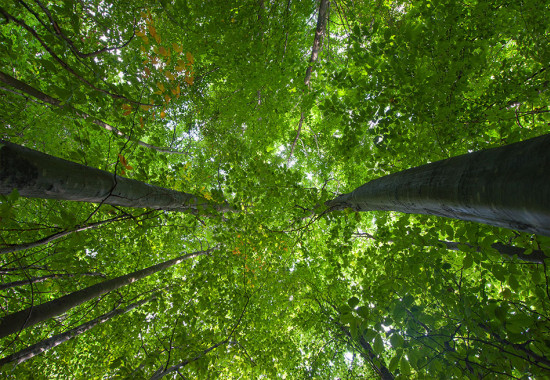 Фототапет Зелени дървета