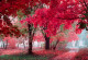 Фототапет Дървета с червени листа