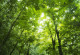 Фототапет Слънчеви лъчи през листата на дърветата