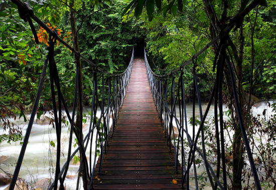 Фототапет Мост към джунглата