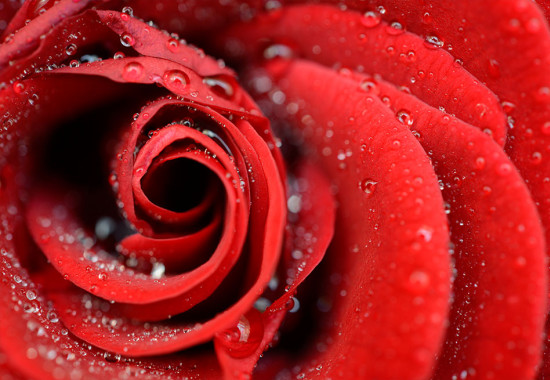 Фототапет Червена роза