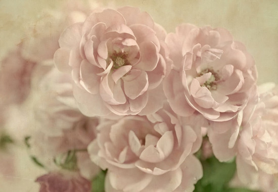 Фототапет Букет от бели рози