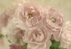 Фототапет Букет от бели рози