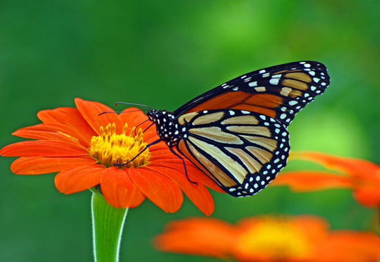 Фототапет  Цвете и пеперуда