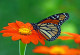 Фототапет  Цвете и пеперуда