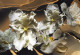 Фототапет Макро бели цветя на течен мрамор със злато