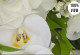 Бели орхидеи