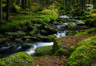 Река в гората