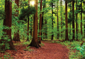 Път през гората