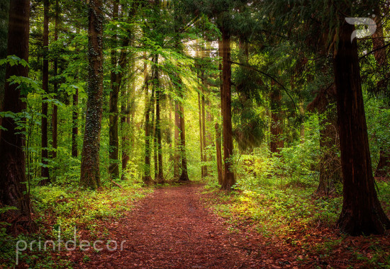Пътека през старата гора