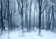  Фототапет Замръзналата гора 