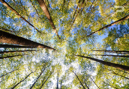 Фототапет Зелените върхове на дърветата